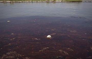 قطاع مياه النيل يبدأ التحقيق مع مصنع لب الورق المتسبب في بقعة الزيت بالنيل