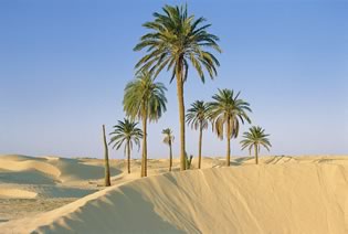 دويتشة فيللة: “اللون الأخضر سيغطي صحراء مصر قريباً”