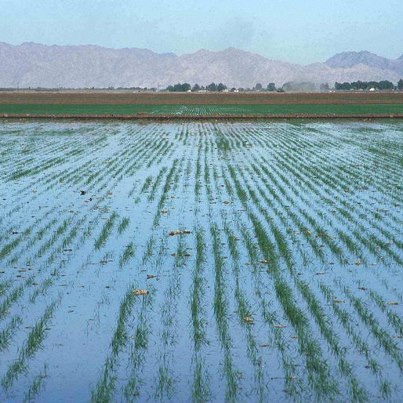 طرح 102 ألف فدان بوادى الريان وتوشكى الأسبوع المقبل