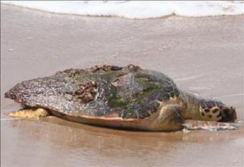 لجنة علمية تزور شمال سيناء لمعرفة أسباب نفوق 64 سلحفاة نادرة