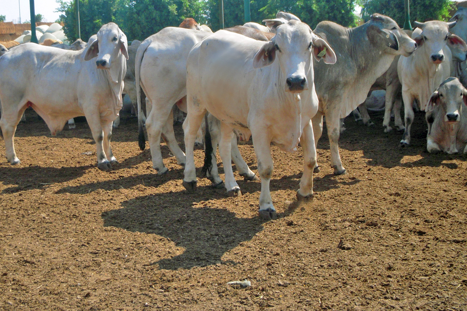 «السخنة» تسعى لبيع 500 رأس يوميا