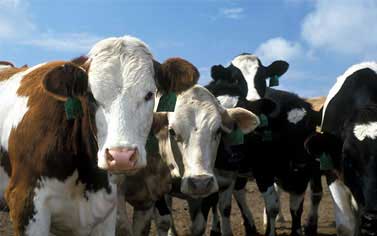 «الضحى» تستهدف زيادة طاقتها الاستيرادية إلى 40 ألف رأس ماشية سنوياً اعتباراً من 2013