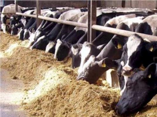 أيمن غالى لـ«البورصة»: مفاوضات مع الجهات المانحة لتمويل مركبات للباعة الجائلين بحلول العام المقبل