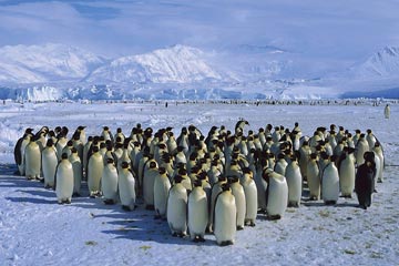 اكتشاف مستعمرة لطيور”بطريق الإمبراطور” بالقارة القطبية الجنوبية