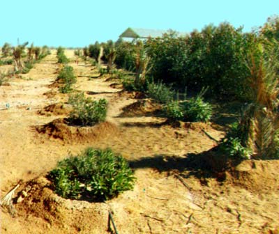 3 مليون دولار من الاتحاد الافريقي لحماية محافظات الصعيد من التصحر .