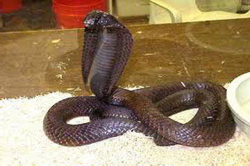 احباط محاولة لتهريب 600 أفعى كوبرا في تايلاند