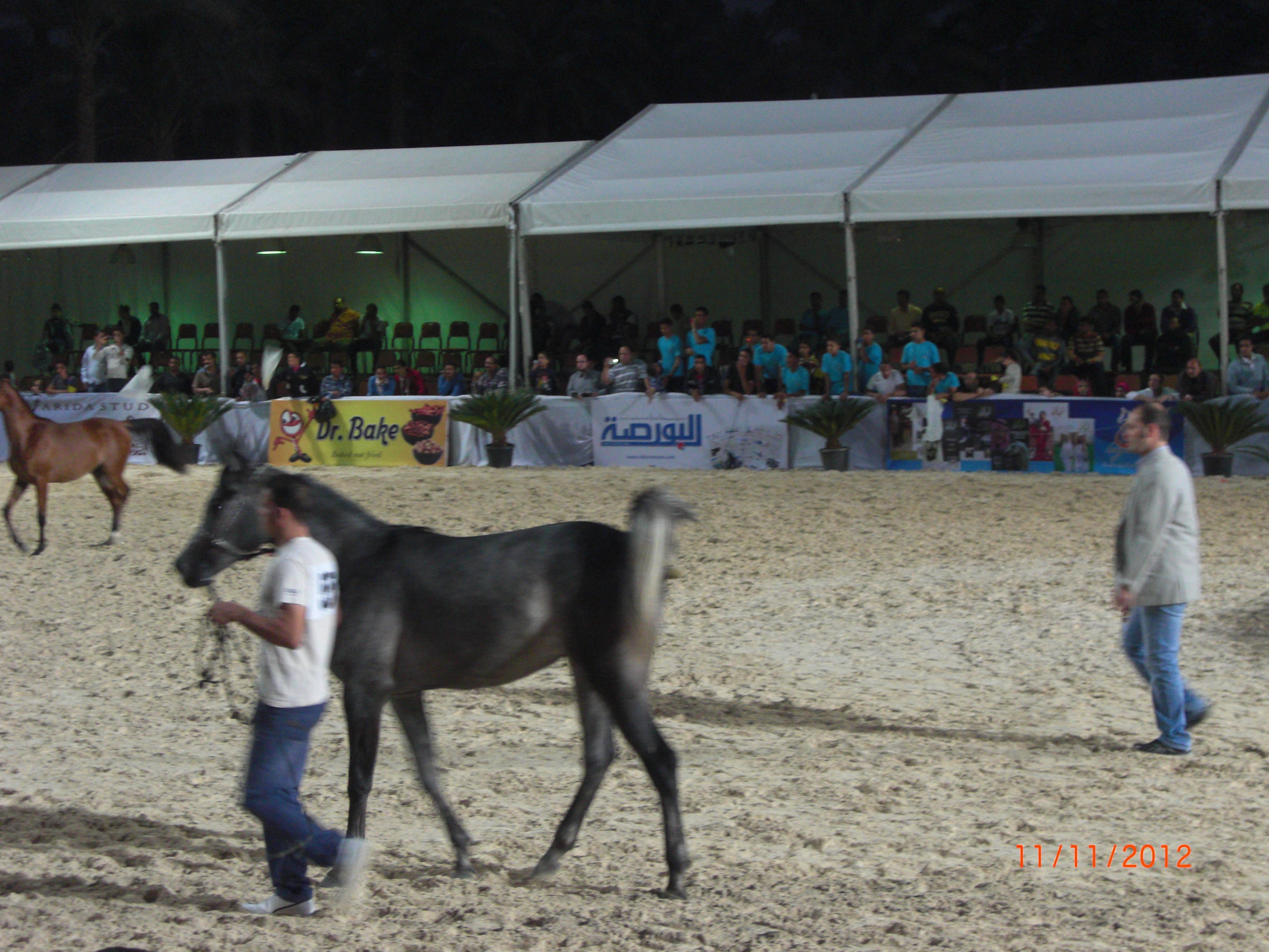 انطلاق بطولة الخالدية للخيول العربية الأصيلة للمرة الأولى في مصر