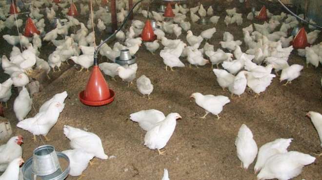 5 مشروعات زراعية وداجنة بأسوان