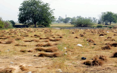 توقعات بانخفاض مساحة الكتان الي 4 الاف فدان الموسم الجديد مقابل  10 الاف العام الماضي