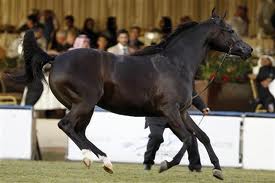 السياحة ترعى مهرجان للخيول العربية لجذب الأمراء والفنانين العرب