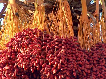 “كادكـو”  تستهدف زيادة صادراتها من البلح المجدول بنسبة 50 %  ..وتضيف 100 فدان لزراعتة بتوشكى