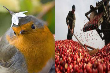 التوت المخمر يطيح بعقول الطيور