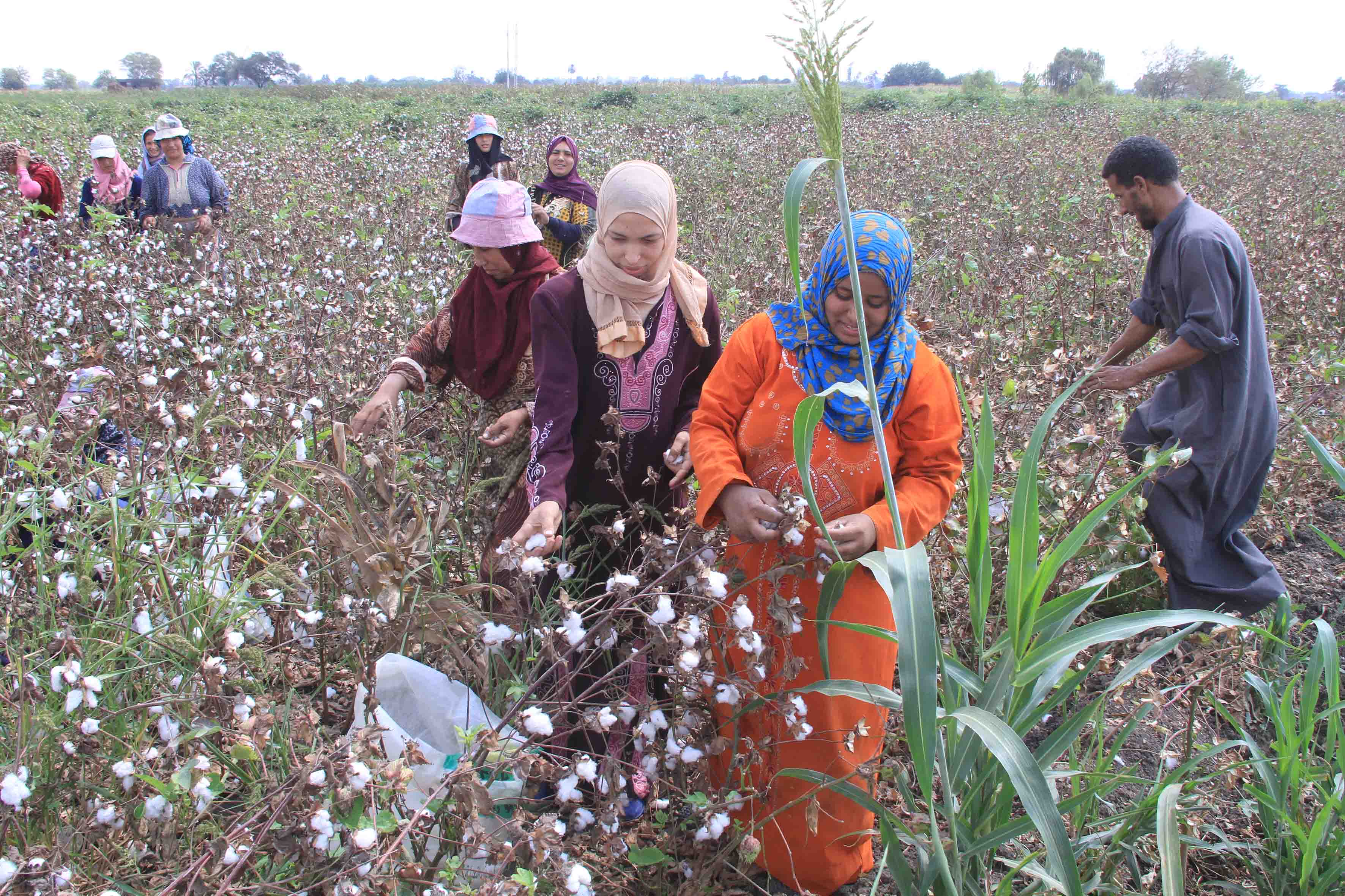 زراعة وجمع القطن