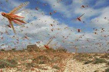 السيطرة على وحدات الجراد المتسربة جنوب الشلاتين