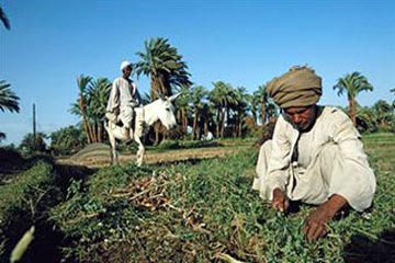 صرف أجور 15 ألف عامل بشركات استصلاح الاراضي من صندوق الطوارىء غدا