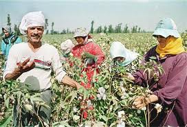 5 تصدر 36 الف قنطار قطن خلال الاسبوع الثالث عشر