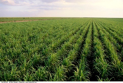 اسناد مشروع بقيمة 40.38 مليون جنيه الى العربية للاستصلاح الاراضى