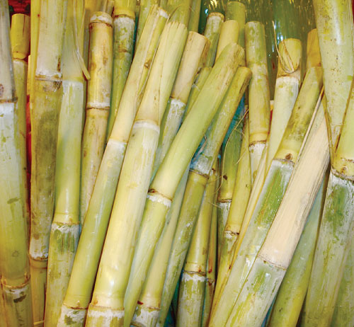 تراجع إمداد ” اسوان ” بالسولار يهدد بتوقف عمليات توريد القصب لمصنعي ادفوا وكو امبو