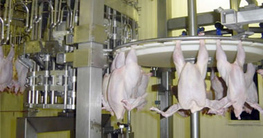 افتتاح وتشغيل مجزر للدواجن بالبحيرة بطاقة ذبح 6000 طائر في الساعة