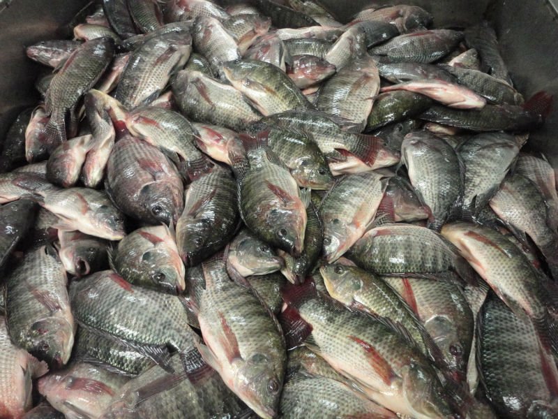 وزيرالزراعة:إنشاء مفرخات سمكية وأقفاص لزيادة الإنتاجية من البورى و البلطى النيلى