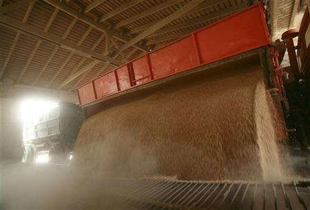 روسيا تنتج 70 مليون طن من الحبوب وتصدر 13 مليونا منها خلال الموسم الحالي