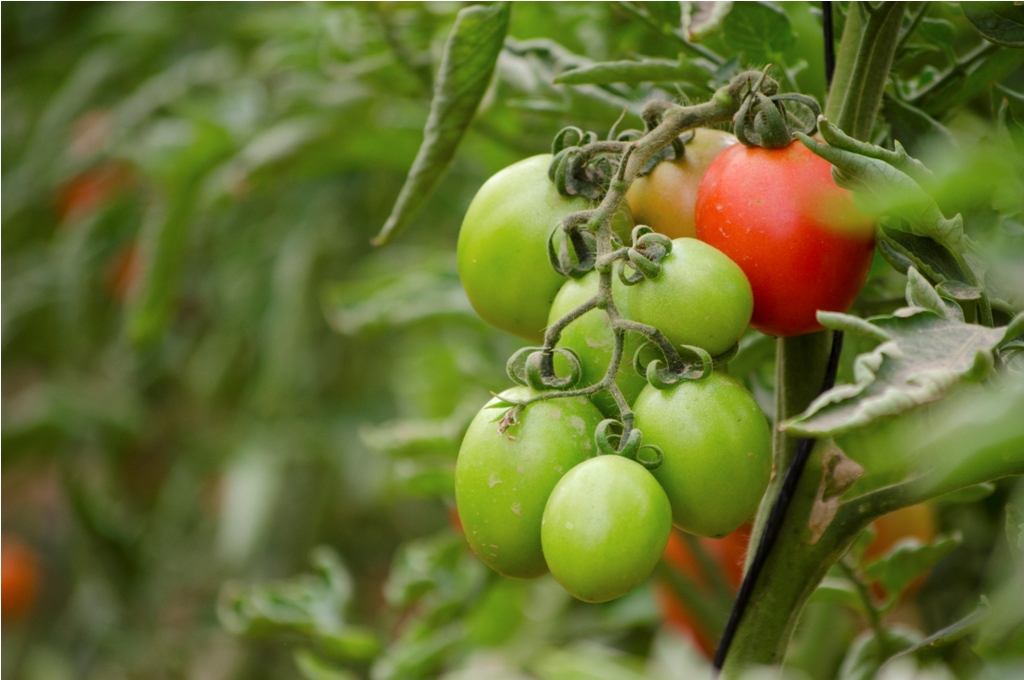 مجموعة الوادي تستقبل وفد رفيع المستوى من مؤسسة التمويل الدولية