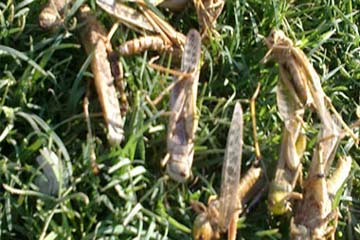 السيطرة على تجمعات جديدة للجراد بمدن البحر الأحمر