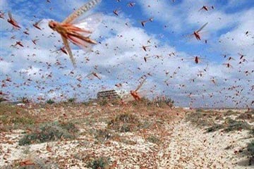 الجراد يهاجم 110 أفدنة جنوب قنا .. والزراعة تؤكد استمرار المكافحة