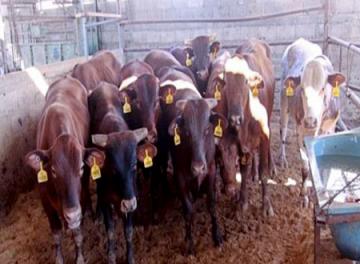 صرف 750 ألف جنيه تعويضات للمضارين من الحمى القلاعية بالقليوبية