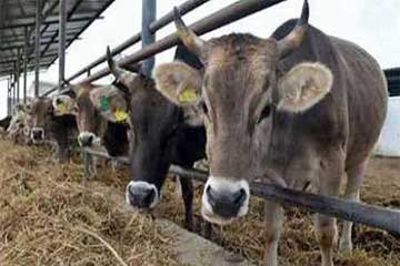 ” الصحة ”  3.2 مليون جنيه تكلفة تطوير معامل الدرن بمديريات الطب البيطرى لمكافحة مرض ” السل البقرى”