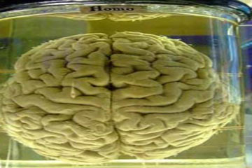 الحكومة الامريكية تخصص بليون دولار لدراسة المخ البشرى
