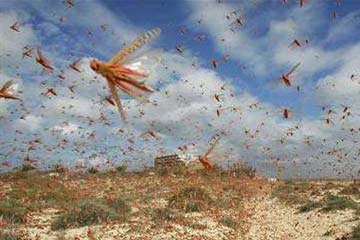 السيطرة على تجمعات الجراد فى مرسى علم