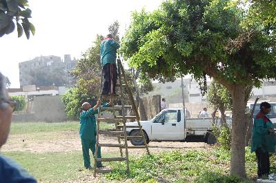 ” القاهرة ” تزرع 100 شجرة بحى السرايات ضمن حملة تشجير المحافظة