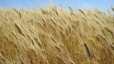 غدا .. الاجتماع الرابع للحملة القومية للقمح بمركز البحوث الزراعية