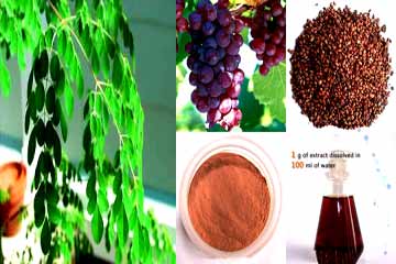 مستخلصات طبيعية من الشاى والنبيذ للوقاية من الزهايمر