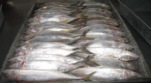 ضبط 5 أطنان أسماك مجمدة غير صالحة للأستهلاك الأدمى بالبحيرة