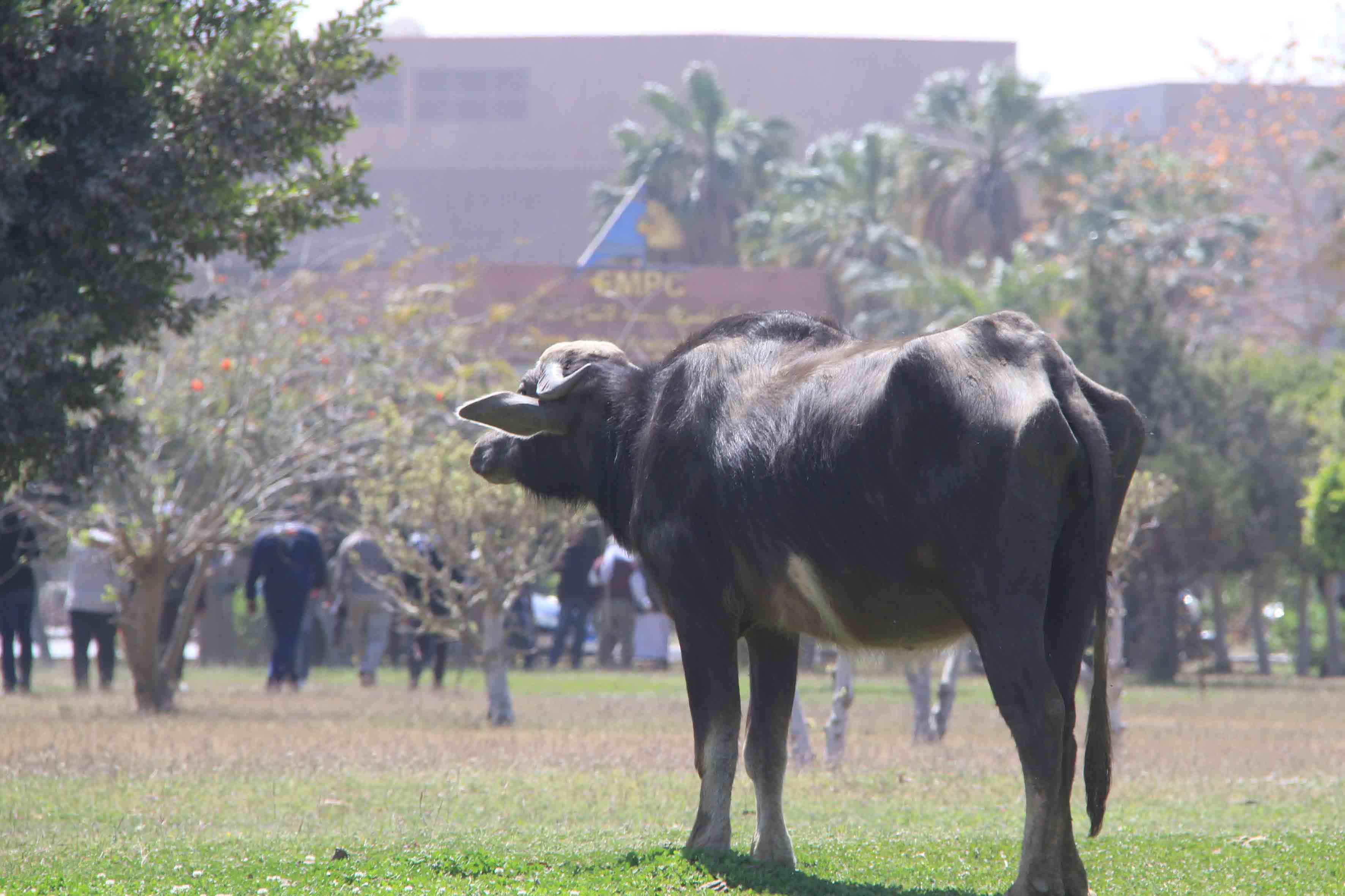 هدوء وجواميس وجمال امام مدينة الانتاج الاعلامى