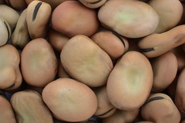 وصول 27 ألف طن فول من بلغاريا إلى ميناء الإسكندرية