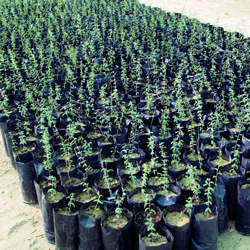 ” القاهرة ” تقرر فتح منافذ بيع للمشاتل الزراعية بمنطقة “البراجيل”