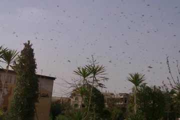 الجراد يتسبب فى تأخير 3 رحلات بمطار الأقصر 20 دقيقة