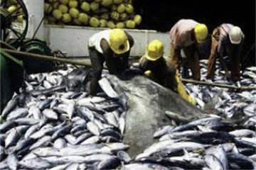 الثروة السمكية تطرح اراضى للشباب للاستزراع فى الشرقية والقليوبية