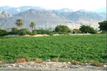 التحقيق في استيلاء نقابة الفلاحين على 3 آلاف فدان من أراضي الدولة