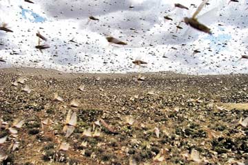 الزراعة: 80 مليون “جرادة” تهاجم بحيرة ناصر