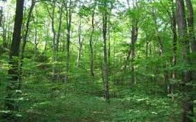 السادات يطرح إستغلال مخلفات الغابات الشجرية فى مزايدة علنية