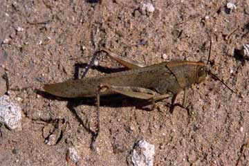 إعلان حالة الإستعداد القصوى لمكافحة الجراد ونسبة الإبادة 95%