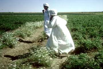 “الزراعة”: قضينا على400 مليون جرادة بمساحة 100 ألف فدان