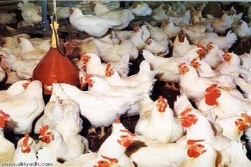 الغربية :6 شهورمهلة للمزارع الغير مرخصة والغرامة للمتجاوز