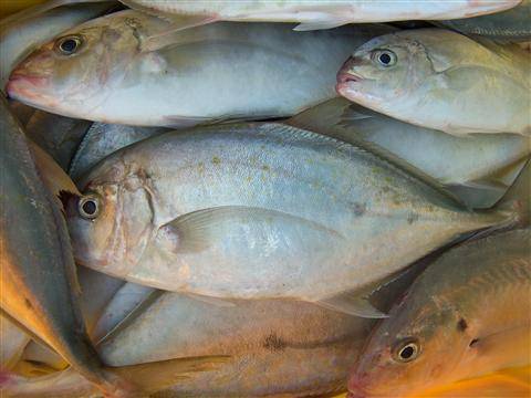 “الجيزة” تكثف من حملاتها لمراقبة حركة نقل الأسماك بالمحافظة قبل “شم النسيم”