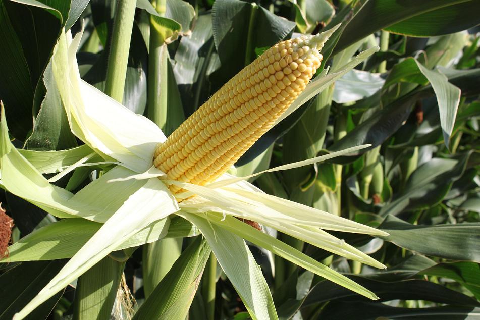 « الزراعة التعاقدية » آلية نموذجية لزيادة الإنتاج المحلي من الذرة