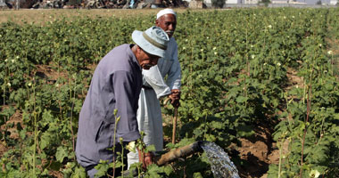 الحاصلات الزراعية